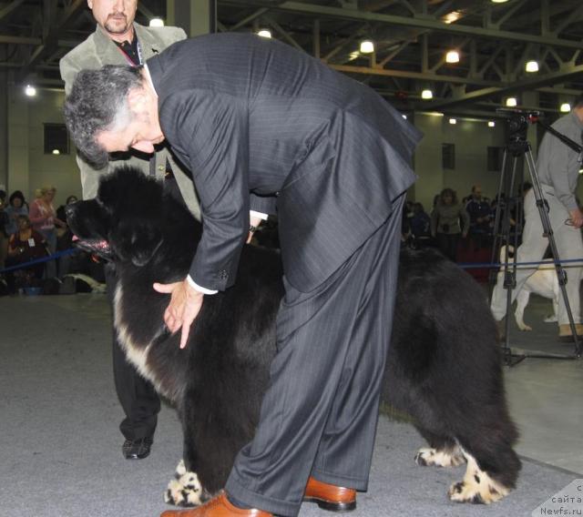 Фото: ньюфаундленд Fairweathers Mary Jane, эксперт Manlio Massa Италия
