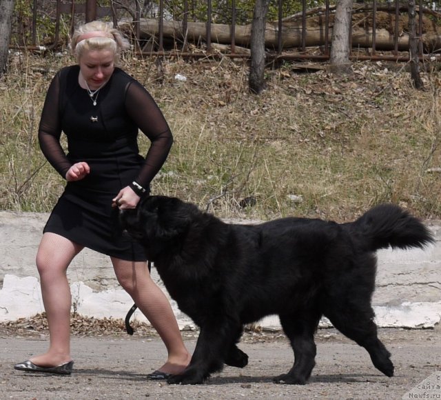 Фото: Саманта Джой С Лесной Заимки (Фердинант Великолепный X Бетти)