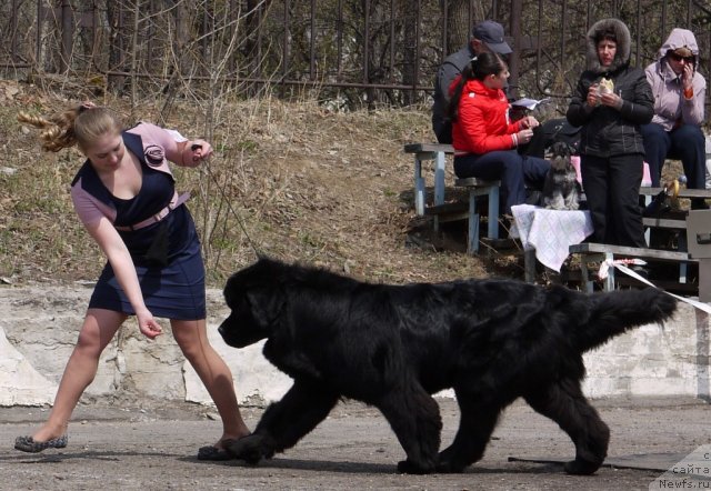 Фото: ньюфаундленд Рембрант Творец Шедевров