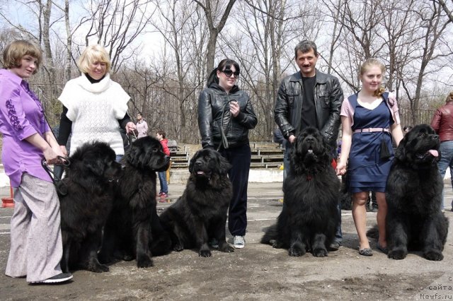 Фото: ньюфаундленд Обаятельная Леди от Ласкового Дельфина, ньюфаундленд Сент Джонс Харебелл (Sent Djons Harebell), Саманта Джой С Лесной Заимки, ньюфаундленд Супер Премиум Бумер, ньюфаундленд Рембрант Творец Шедевров
