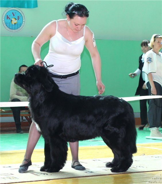 Фото: ньюфаундленд Кара Аюлар Алмазная Принцесса, Татьяна Рустанова