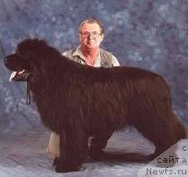 Фото: ньюфаундленд Hannibal di Borgoleonardo