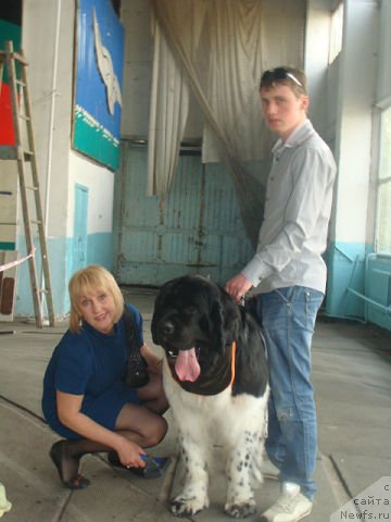 Фото: ньюфаундленд Кара Аюлар Арктик Уайт Арнольд, Ирина Архипова, Григорий Шамбадал