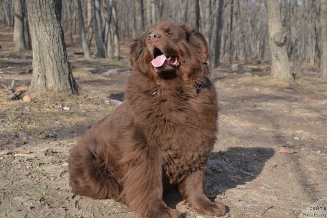 Фото: ньюфаундленд Аркадия Виват Арбона