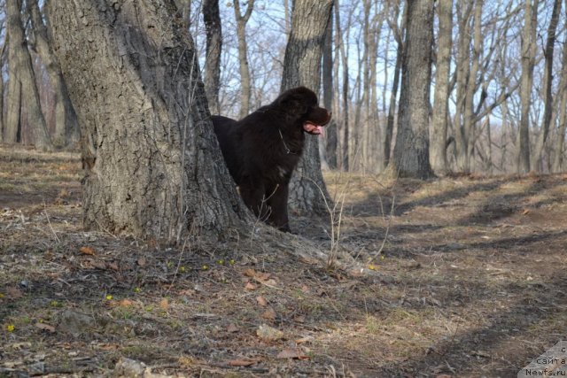 Фото: ньюфаундленд Акватория Келвин Риверданс (Aquatoriya Kelvin Riverdance)