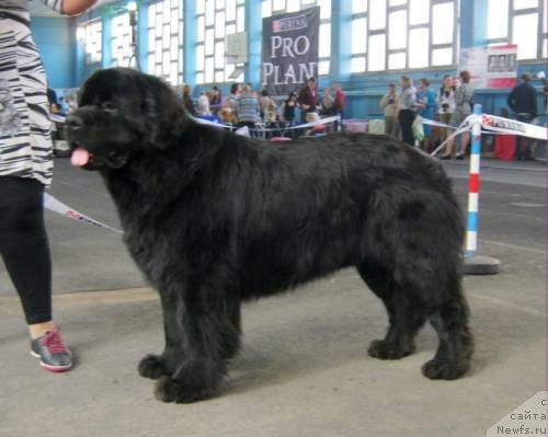 Фотография № 94325