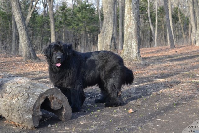 Фото: ньюфаундленд I'm Little Princess Midnight Bear