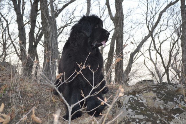 Фото: ньюфаундленд I'm Little Princess Midnight Bear