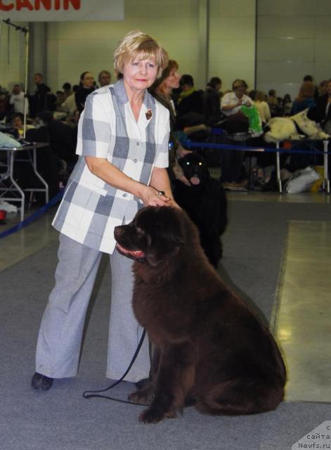 Фото: ньюфаундленд Игерма из Академии Шоколада (Igerma iz Akademii Shokolada)