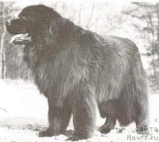 Фото: ньюфаундленд Bastiaan van Beerkestein