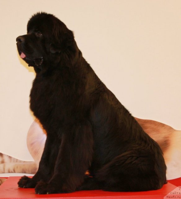 Фотография № 94407