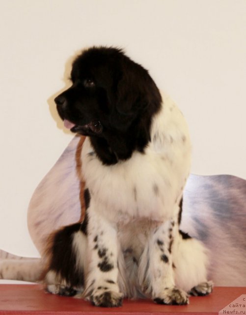 Фотография № 94427