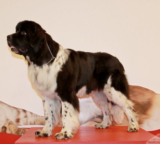 Фото: ньюфаундленд Питерньюф И Дид Ит Агаин (Piternyuf I Did It Again)