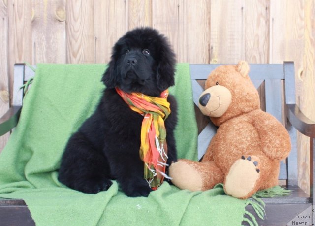 Фото: ньюфаундленд Акватория Келвин Тиффани