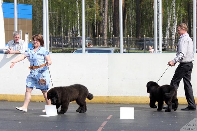 Фото: ньюфаундленд Бэлла Мосс Арвэль, ньюфаундленд Бэлла Мосс Беатриче