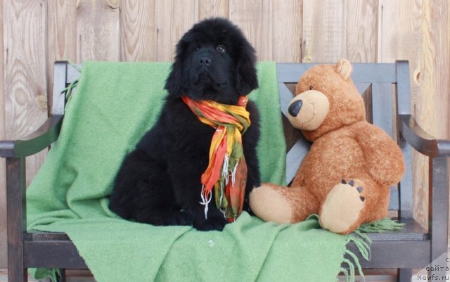 Фото: ньюфаундленд Акватория Келвин Тиффани