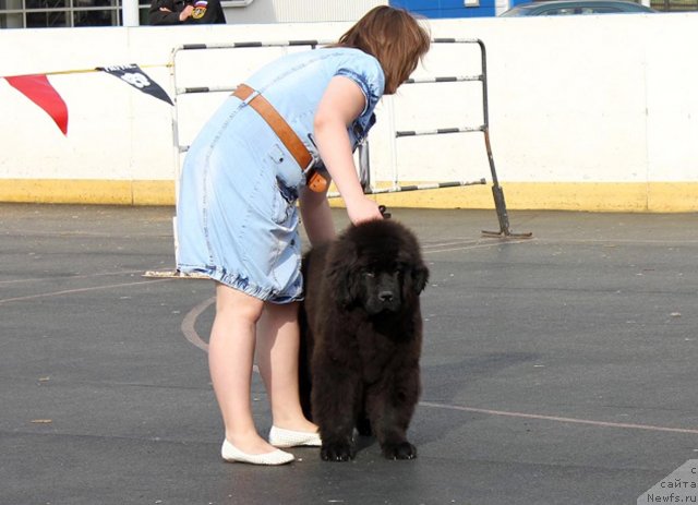 Фото: ньюфаундленд Бэлла Мосс Арвэль
