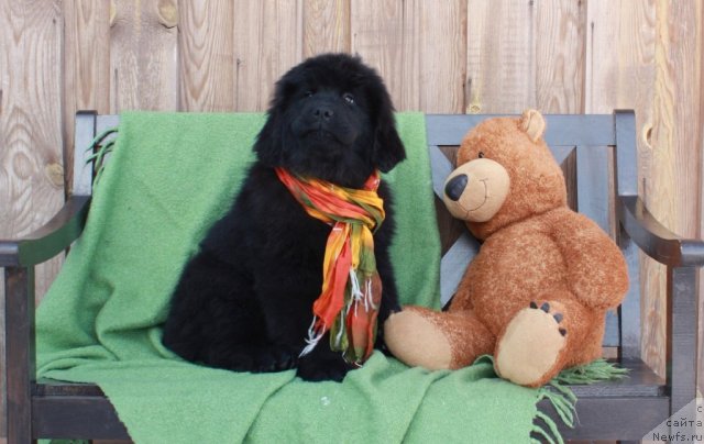 Фото: ньюфаундленд Акватория Келвин Тиффани