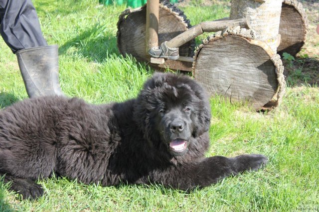 Фото: ньюфаундленд Бэлла Мосс Беатриче