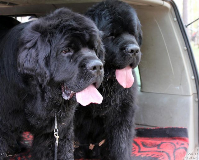 Фотография № 94483