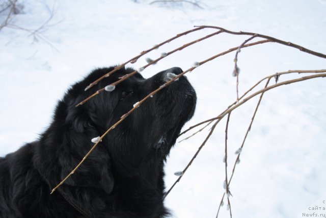 Фото: ньюфаундленд Глория Гранд Блек
