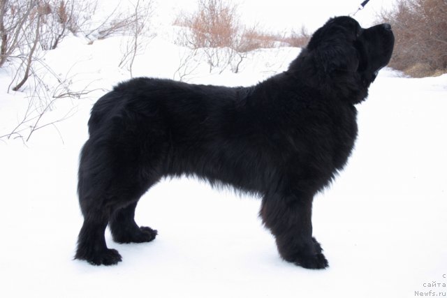 Фото: ньюфаундленд Бегущая по Волнам Зеро Коол