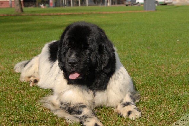 Фото: ньюфаундленд Deshabillez Moi de L'Iliade et L'Odyssee