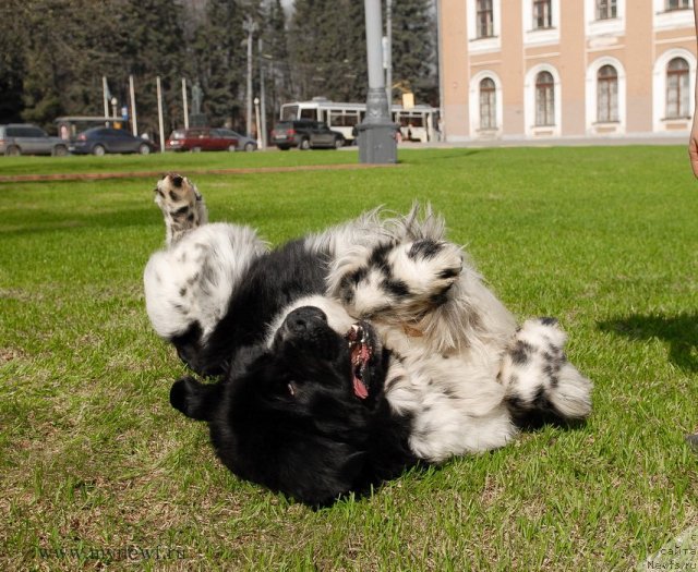 Фото: ньюфаундленд Deshabillez Moi de L'Iliade et L'Odyssee