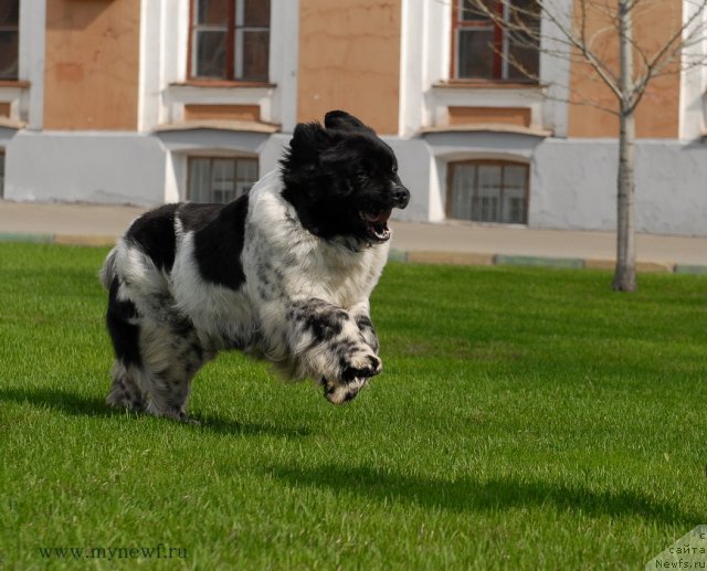 Фото: ньюфаундленд Deshabillez Moi de L'Iliade et L'Odyssee