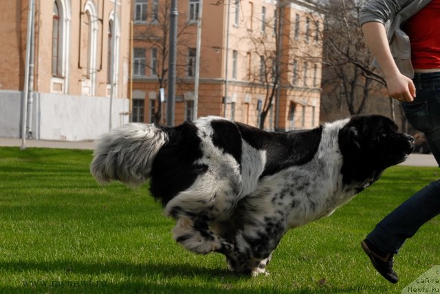 Фото: ньюфаундленд Deshabillez Moi de L'Iliade et L'Odyssee