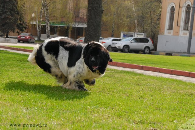 Фото: ньюфаундленд Deshabillez Moi de L'Iliade et L'Odyssee