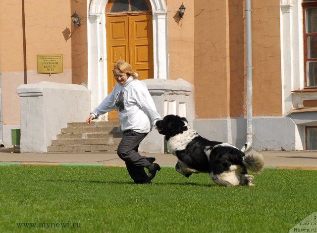 Фото: ньюфаундленд Deshabillez Moi de L'Iliade et L'Odyssee, Юлия Ястребова