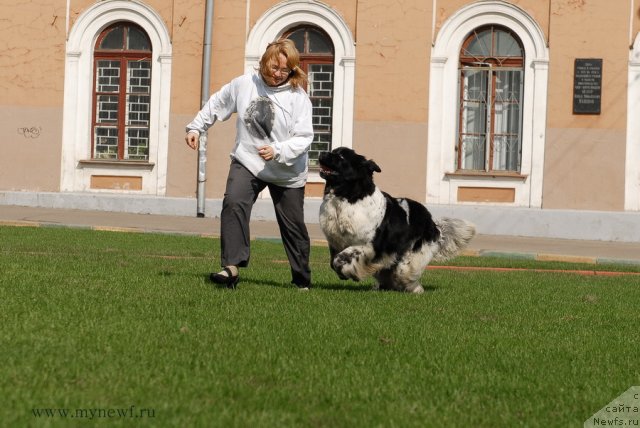 Фото: ньюфаундленд Deshabillez Moi de L'Iliade et L'Odyssee, Юлия Ястребова