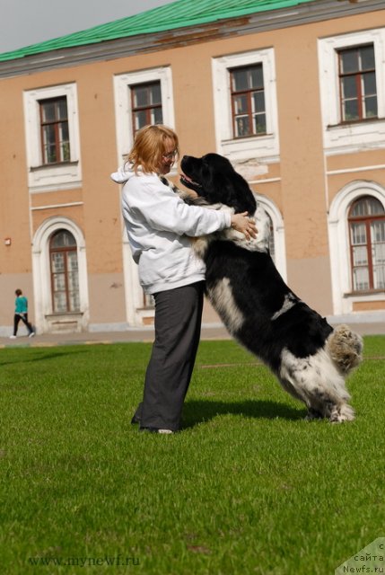 Фото: ньюфаундленд Deshabillez Moi de L'Iliade et L'Odyssee, Юлия Ястребова