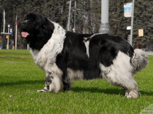 Фото: ньюфаундленд Deshabillez Moi de L'Iliade et L'Odyssee