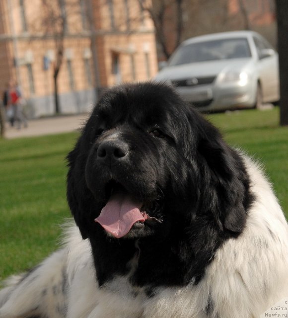 Фото: ньюфаундленд Deshabillez Moi de L'Iliade et L'Odyssee