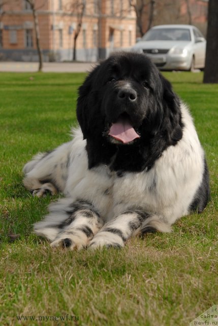 Фото: ньюфаундленд Deshabillez Moi de L'Iliade et L'Odyssee