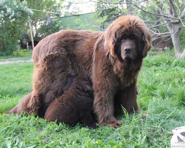 Фотография № 94585