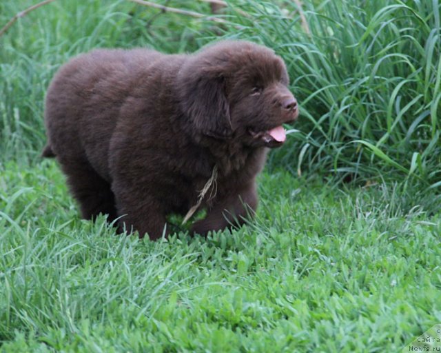 Фотография № 94589