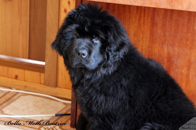 Фотография № 94601