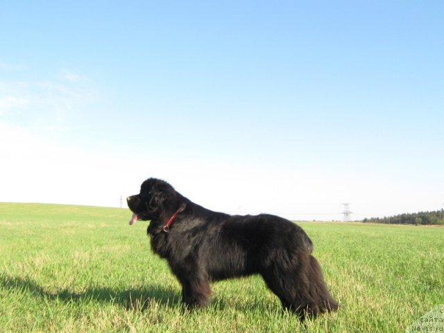 Фото: ньюфаундленд Key to My Heart Midnight Bear