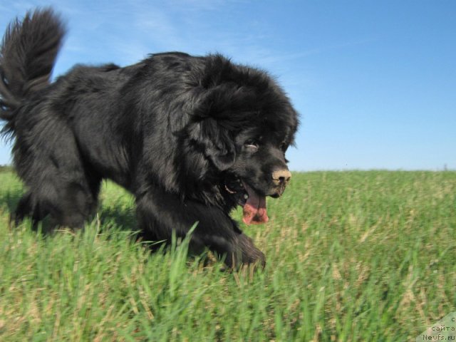 Фото: ньюфаундленд Key to My Heart Midnight Bear