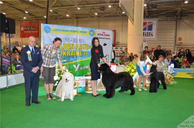 Фото: ньюфаундленд Steven Without Flattery Devoted