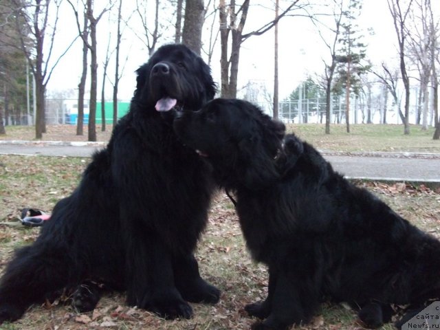 Фото: ньюфаундленд Супер Премиум Бумер, ньюфаундленд Супер Премиум Елисейская Поляна