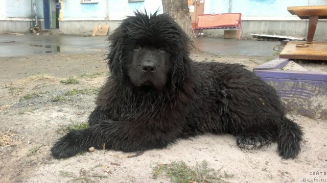 Фото: Анна Рогова, ньюфаундленд Ньюфорт Рэндом Блэк