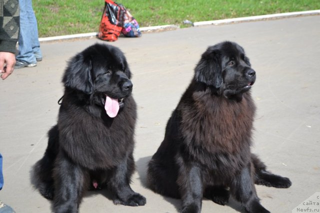 Фото: ньюфаундленд Александрия Моя Радость, ньюфаундленд Уильям Наследник Трона