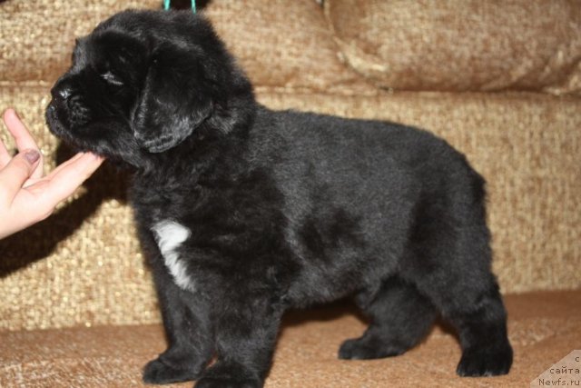 Фото: щенки, ньюфаундленд Акватория Келвин Заветная Мечта (Aquatoriya Kelvin Zavetnaya Mechta), ньюфаундленд Жгучий Брюнет с Берега Дона, май 2012, 1 месяц