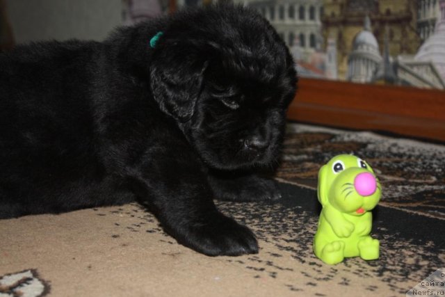 Фото: щенки, ньюфаундленд Акватория Келвин Заветная Мечта (Aquatoriya Kelvin Zavetnaya Mechta), ньюфаундленд Жгучий Брюнет с Берега Дона, май 2012, 1 месяц