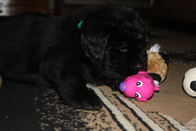 Фото: щенки, ньюфаундленд Акватория Келвин Заветная Мечта (Aquatoriya Kelvin Zavetnaya Mechta), ньюфаундленд Жгучий Брюнет с Берега Дона, май 2012, 1 месяц