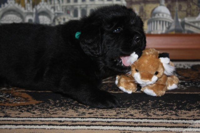 Фото: щенки, ньюфаундленд Акватория Келвин Заветная Мечта (Aquatoriya Kelvin Zavetnaya Mechta), ньюфаундленд Жгучий Брюнет с Берега Дона, май 2012, 1 месяц